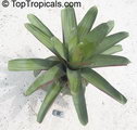 vriesea imperialis